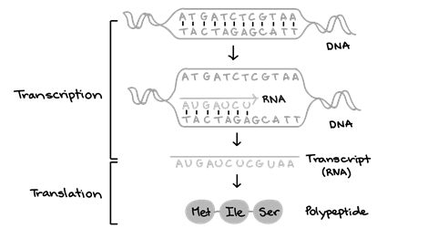 Biology homework question answer, step 2, image 1