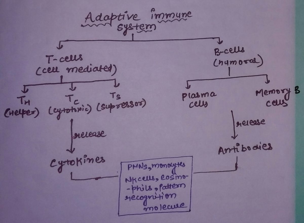 Biology homework question answer, step 1, image 1