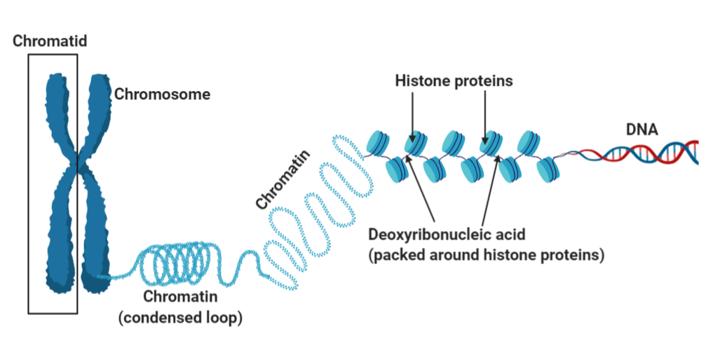 Biology homework question answer, step 1, image 1