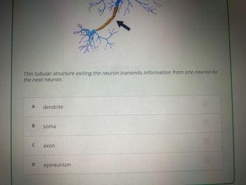 **Question:**

This tubular structure exiting the neuron transmits information from one neuron to the next neuron.

**Options:**

A. dendrite  
B. soma  
C. axon  
D. epineurium  

**Diagram Explanation:**

The image includes a diagram of a neuron, highlighting a specific part with an arrow. The highlighted part resembles a long, tubular structure, which is commonly known as the axon. Axons play a crucial role in transmitting electrical impulses from the neuron's cell body to other neurons, muscles, or glands.