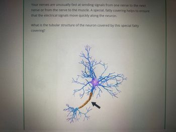 ### Transcription for Educational Website:

---

Your nerves are unusually fast at sending signals from one nerve to the next nerve or from the nerve to the muscle. A special, fatty covering helps to ensure that the electrical signals move quickly along the neuron.

What is the tubular structure of the neuron covered by this special fatty covering?

---

### Image Description:

The image illustrates a neuron, highlighting the complex branching typical of dendrites and a central body. The main feature is an arrow pointing to a tubular structure along the neuron which is covered by segments. This likely represents the axon of the neuron, with the segments depicting myelin sheaths, which are the fatty coverings that facilitate faster transmission of electrical signals.

The dendrites are shown in blue, spreading out intricately, and the myelin-covered axon is in brown. This visual helps to demonstrate the biological structures involved in neural signal transmission.