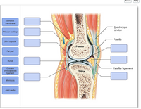 Answered: Quadriceps tendon Patella Femur… | bartleby