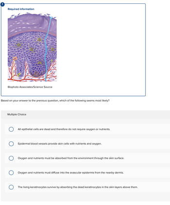 Required information
Biophoto Associates/Science Source
Based on your answer to the previous question, which of the following seems most likely?
Multiple Choice
All epithelial cells are dead and therefore do not require oxygen or nutrients.
Epidermal blood vessels provide skin cells with nutrients and oxygen.
Oxygen and nutrients must be absorbed from the environment through the skin surface.
Oxygen and nutrients must diffuse into the avascular epidermis from the nearby dermis.
The living keratinocytes survive by absorbing the dead keratinocytes in the skin layers above them.