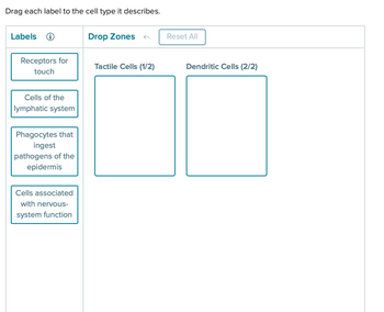 Drag each label to the cell type it describes.
Labels →
Drop Zones
Reset All
Receptors for
touch
Tactile Cells (1/2)
Dendritic Cells (2/2)
Cells of the
lymphatic system
Phagocytes that
ingest
pathogens of the
epidermis
Cells associated
with nervous-
system function