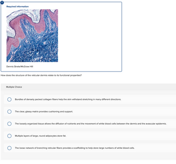 Required information
Dennis Strete/McGraw Hill
How does the structure of the reticular dermis relate to its functional properties?
Multiple Choice
Bundles of densely packed collagen fibers help the skin withstand stretching in many different directions.
The clear, glassy matrix provides cushioning and support.
The loosely organized tissue allows the diffusion of nutrients and the movement of white blood cells between the dermis and the avascular epidermis.
Multiple layers of large, round adipocytes store fat.
The loose network of branching reticular fibers provides a scaffolding to help store large numbers of white blood cells.