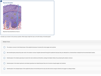 Required information
Biophoto Associates/Science Source
Consider your answer to the previous question. What impact might this have on the life history of keratinocytes?
Multiple Choice
The stratum corneum is the thickest layer of the epidermis because it receives the most oxygen and nutrients.
New keratinocytes produced by stem cells in the stratum corneum migrate downward through the epidermis because they are attracted to a chemical factor released from the dermal blood vessels.
Keratinocytes in the stratum granulosum receive the most nutrients and therefore undergo the fastest mitosis, thus producing the stratum corneum.
Keratonocytes in the stratum spinosum and stratum graulosum are dead because they do not receive enough oxygen and nutrients.
Keratinocytes in the deepest layers of the epidermis (close to the dermis) are the only ones that receive enough nutrients and oxygen to undergo mitosis.