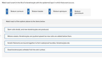 Match each event in the life of a keratinocyte with the epidermal layer in which that event occurs.
1
Stratum corneum
2
Stratum basale
3
Stratum spinosum
4
Stratum
granulosum
Match each of the options above to the items below.
Stem cells divide, and new keratinocytes are produced.
Mitosis ceases. Keratinocytes are pushed upward as new cells are added below them.
Keratin filaments are bound together to form waterproof bundles. Keratinocytes die.
Dead keratinocytes exfoliate from the skin surface.