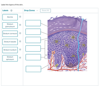 Label the layers of the skin.
Labels →
Dermis
Stratum
granulosum
Stratum corneum
Stratum basale
Stratum lucidum
Stratum
spinosum
Drop Zones
←
Reset All