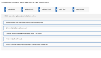 The epidermis is composed of five cell types. Match each type to its description.
Tactile cells
2
Keratinocytes
3
Dendritic cells
4
Stem cells
5
Melanocytes
Match each of the options above to the items below.
Undifferentiated cells that divide and give rise to keratinocytes
Epidermal cells that produce keratin
Cells that produce the dark pigments that act as a UV shield
Sensory receptors for touch
Immune cells that guard against pathogens that penetrate into the skin