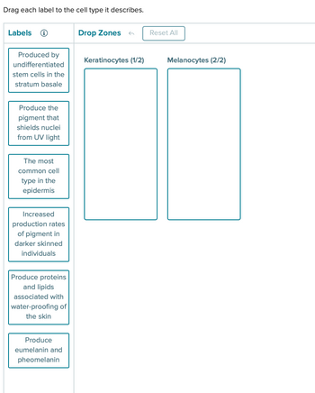 Drag each label to the cell type it describes.
Labels
Produced by
undifferentiated
stem cells in the
stratum basale
Produce the
pigment that
shields nuclei
from UV light
The most
common cell
type in the
epidermis
Increased
production rates
of pigment in
darker skinned
individuals
Produce proteins
and lipids
associated with
water-proofing of
the skin
Produce
eumelanin and
pheomelanin
Drop Zones
Reset All
Keratinocytes (1/2)
Melanocytes (2/2)