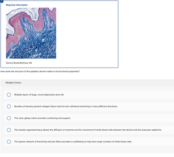 Required information
Dennis Strete/McGraw Hill
How does the structure of the papillary dermis relate to its functional properties?
Multiple Choice
Multiple layers of large, round adipocytes store fat.
Bundles of densely packed collagen fibers help the skin withstand stretching in many different directions.
The clear, glassy matrix provides cushioning and support.
The loosely organized tissue allows the diffusion of nutrients and the movement of white blood cells between the dermis and the avascular epidermis.
The sparse network of branching reticular fibers provides a scaffolding to help store large numbers of white blood cells.