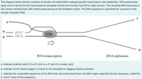 The diagram below shows a section of double-stranded DNA undergoing both transcription and replication. RNA polymerase
(gray oval) is bound to the transcriptional template strand and moving from left to right (arrow). The resulting RNA transcript is
also shown (dotted line) with limited base pairing to the template strand. The DNA sequence is specified for a portion of the
double-stranded DNA.
E
A
ATGC
TACG
В
D
RNA transcription
DNA replication
a. Indicate whether point C is a 5' end or a 3' end of a nucleic acid.
b. Indicate which strand (upper or lower) is the template for lagging strand synthesis
c. Indicate the nucleotide sequence of the RNA that was transcribed from the DNA region specified by the sequence. Label the
5' and 3' ends of this sequence.
