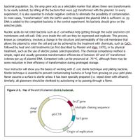 bacterial population. So, the amp gene acts as a selectable marker that allows these rare transformants
to be easily isolated, by killing all the bacteria that were not transformed with the plasmid. In every
experiment, it is also essential to include negative controls to eliminate the possibility of contamination.
In most cases, "transformation" with the buffer used to resuspend the plasmid DNA is sufficient i.e. no
DNA is added to the competent bacteria in the control experiment. No bacteria should grow on the
selective plate.
Nucleic acids do not enter bacteria such as E. coli without help getting through the outer and inner cell
membranes and cell wall. Only once inside the cell can they be expressed and replicate. This process,
known as competency, involves a change in the structure and permeability of the cell membrane that
allows the plasmid to enter the cell and can be achieved by the treatment with chemicals, such as CaCl2,
followed by heat and cold treatments (as first described by Mandel and Higa, 1970), or by physical
treatment, such as the use of electric pulses (electroporation). The chemical competency method is
simple, rapid and usually generates transformation efficiencies of between 105 and 107 transformed
colonies per ug of plasmid DNA. Competent cells can be preserved at -70 °C, although there may be
some reduction in their efficiency of transformation during prolonged storage.
Your instructor will show you the basics of working with E. coli, sterile technique and plating bacteria.
Sterile technique is essential to prevent contaminating bacteria or fungi from growing on your petri plate.
Never assume a surface is sterile unless it has been specially prepared (i.e. wiped down with ethanol).
Similarly, all glassware should be sterilized by autoclaving or by passing through a flame.
Figure 2-1. „Map of the pUC19 plasmid. Glick& Pastemak.
lacZ' gene
Amp"
Multiple cloning sequence
gene
PUC19
lacI gene
Origin of replication
