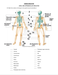 SEER Training: Appendicular Skeleton (126 bones)