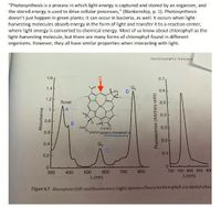 "Photosynthesis is a process in which light energy is captured and stored by an organism, and
the stored energy is used to drive cellular processes," (Blankenship, p. 1). Photosynthesis
doesn't just happen in green plants; it can occur in bacteria, as well. It occurs when light-
harvesting molecules absorb energy in the form of light and transfer it to a reaction center,
where light energy is converted to chemical energy. Most of us know about chlorophyll as the
light-harvesting molecule, but there are many forms of chlorophyll found in different
organisms. However, they all have similar properties when interacting with light.
PHOTOSYNTHETIC PIOMENIS
1.6
0.7
1.4
D.
0.6-
1.2
Soret
0.5
0.4
0.8
B.
H
COOCH
phytyl bacteriochlorophyll a
0.3-
0.6
0.2-
0.4
0.1
0.2
300
400
500
600
700
800
700 750 800 850 900
A (nm)
2 (nm)
Figure 4.7 Absorption (left) and fluorescence (right) spectra of bacteriochlorophyll a in diethyl ether
Absorbance
1.
Fluorescence (Arbitrary units)
