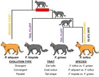 Answered: This phylogeny consists of two distinct… | bartleby