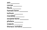 axis
соссух
fibula
hamate bone
ischium
mandible
occipital bone
phalanx.
scapula
thoracic vertebra
