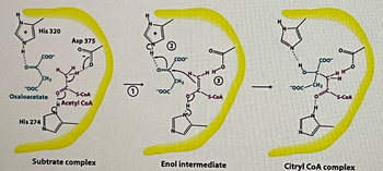 **Transcription for Educational Website:**

### Diagram Explanation: Enzymatic Reaction Pathway

The diagram illustrates the enzymatic conversion process involving oxaloacetate and acetyl CoA to form a citryl CoA complex through an enol intermediate. The process is shown in three main stages, each represented by a molecular structure within an active site, highlighted in yellow.

#### 1. Substrate Complex
- **Components**: Oxaloacetate and Acetyl CoA
- **Key Interactions**:
  - **Histidine 320** and **Aspartate 375**: These amino acid residues are positioned to facilitate the interaction.
  - **Histidine 274**: Interacts with the substrate complex, contributing to stabilization.
- **Macromolecules**:
  - **Oxaloacetate**: Presented with carboxylate groups in blue.
  - **Acetyl CoA**: Highlighted in magenta.

#### 2. Enol Intermediate
- **Description**: Transition state between substrates and product.
- **Key Reactions**:
  - Step **①** and **②** denote shifts in molecular structure aiding the progression.
  - **③** indicates the formation of the enol intermediate through enzyme-assisted protonations and deprotonations.

#### 3. Citryl CoA Complex
- **Resulting Product**: Formation of Citryl CoA.
- **Structure**:
  - Combines previous molecular structures with key interactions via the amino acids.
- **Final Arrangement**: Stabilized by the active site residues, indicating successful transformation from reactants to a complex product.

The diagram provides a step-by-step visual understanding of the enzyme-catalyzed reaction, emphasizing the role of specific amino acids and the structural changes leading to product formation.