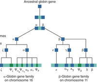 Answered: A | B Mes B A Gy Ay YB A-Globin Gene… | Bartleby