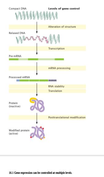 Compact DNA
Levels of gene control
Alteration of structure
Relaxed DNA
Transcription
Pre-MRNA
MRNA processing
Processed mRNA
AAAAA
RNA stability
Translation
20
Protein
(inactive)
Postranslational modification
Modified protein
(active)
16.1 Gene expression can be controlled at multiple levels.
