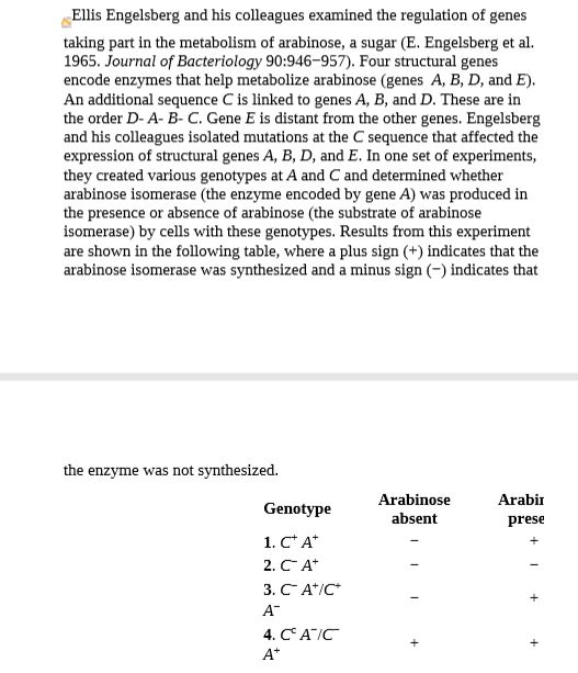 Ellis Engelsberg and his colleagues examined the regulation of genes
taking part in the metabolism of arabinose, a sugar (E. Engelsberg et al.
1965. Journal of Bacteriology 90:946-957). Four structural genes
encode enzymes that help metabolize arabinose (genes A, B, D, and E).
An additional sequence C is linked to genes A, B, and D. These are in
the order D- A- B- C. Gene E is distant from the other genes. Engelsberg
and his colleagues isolated mutations at the C sequence that affected the
expression of structural genes A, B, D, and E. In one set of experiments,
they created various genotypes at A and C and determined whether
arabinose isomerase (the enzyme encoded by gene A) was produced in
the presence or absence of arabinose (the substrate of arabinose
isomerase) by cells with these genotypes. Results from this experiment
are shown in the following table, where a plus sign (+) indicates that the
arabinose isomerase was synthesized and a minus sign (-) indicates that
the enzyme was not synthesized.
Arabinose
Arabir
Genotype
absent
prese
1. C* A*
2. C A*
3. C A*/C*
4. CA/C
A*
