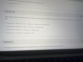 Neurons release norepinephrine or acetylcholine onto their target organ.
O It regulates heart rate
Question 30
While walking barefoot along the beach, you step on a shard of glass and reflexively lift your injured foot. Which path did the reflex to lift your foot
take?
O Motor nerve → spinal cord → brain → spinal cord → sensory nerve → skeletal muscle
O Sensory nerve → spinal cord → brain → motor nerve → skeletal muscle
O Sensory nerve → spinal cord → motor nerve → skeletal muscle
O Sensory nerve → motor nerve → spinal cord → brain
Question 31
Generally, nerve impulses do not move "backward" along a series of neurons. What is the reason for this?
1 pts
80
1 pt