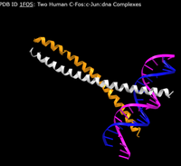 PDB ID 1FOS: Two Human C-Fos:c-Jun:dna Complexes
