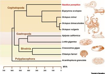 700
Cephalopoda
600
Gastropoda
Bivalvia
Polyplacophora
500
400
300
200
100
Nautilus pompilius
Euprymna scolopes
Octopus minor
Octopus bimaculoides
Octopus vulgaris
Aplysia californica
Lottia gigantea
Crassostrea gigas
Chlamys farreri
Acanthopleura granulata
MYA
Trends in Genetics