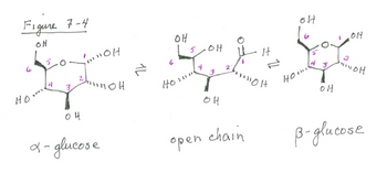 **Figure 7-4: Glucose Structures**

This figure illustrates the structural variations of glucose, highlighting the cyclical and open chain forms. 

1. **α-glucose:**
   - Depicted on the left, this cyclic form features a pyranose ring structure.
   - Hydroxyl groups (OH) are attached at positions 1, 2, 3, 4, and 5.
   - The hydroxyl group at position 1 is positioned below the plane of the ring, distinguishing it as alpha.

2. **Open Chain:**
   - Shown in the center, this is the acyclic form of glucose.
   - It features an aldehyde group at the top, with hydroxyl groups along the carbon chain.
   - The open chain allows for conversion between the alpha and beta forms under equilibrium conditions.

3. **β-glucose:**
   - Illustrated on the right, another cyclic pyranose form.
   - Similar to α-glucose, hydroxyl groups are present at positions 1, 2, 3, 4, and 5.
   - The hydroxyl group at position 1 is positioned above the plane of the ring, identifying it as beta.

These structures demonstrate the dynamic nature of glucose, as it can interchange between open and ring forms, a key property in biochemical processes.