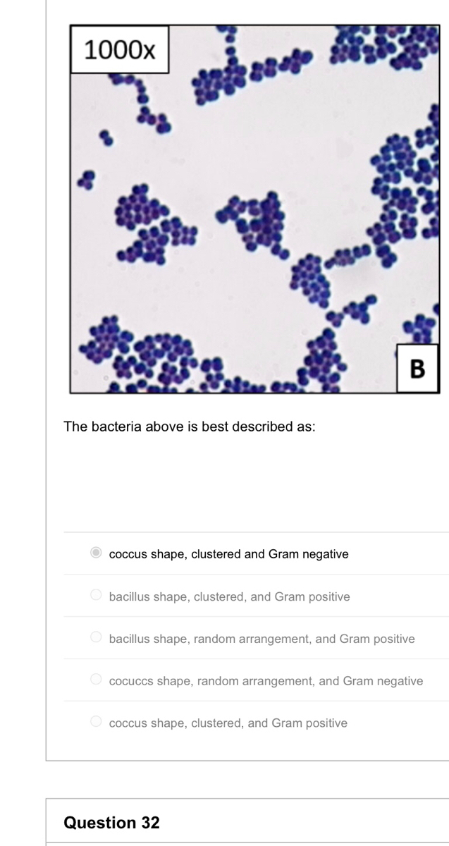 bacillus shape
