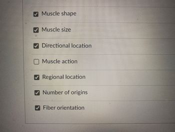 ✔Muscle shape
✔Muscle size
Directional location
Muscle action
✔Regional location.
Number of origins
Fiber orientation