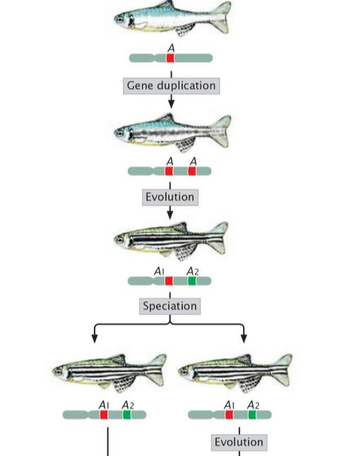 Gene duplication
A A
Evolution
AI A2
Speciation
AI A2
AI A2
Evolution
