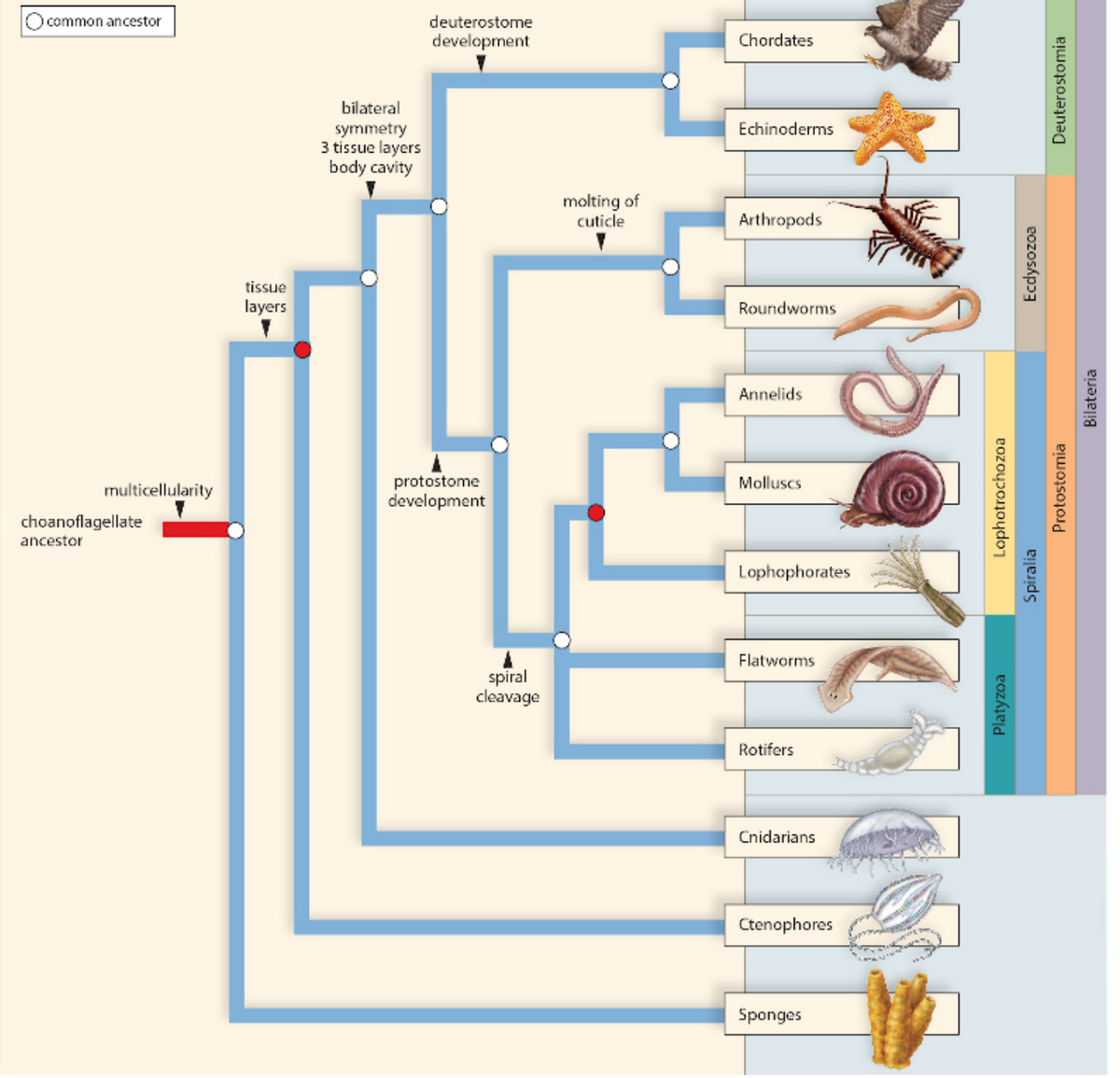 Choanoflagellates Phylogenetic Tree