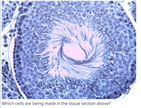 Which cells are being made in the tissue section above?
