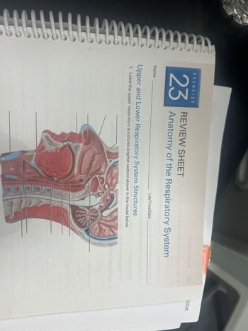 EXERCISE
23
Name
REVIEW SHEET
Anatomy of the Respiratory System
Lab Time/Date an oris 16
Upper and Lower Respiratory System Structures
1. Label the upper respiratory structures (sagittal section) shown in the model below.
opido ngiosols to gripbol not s
ledel
12024