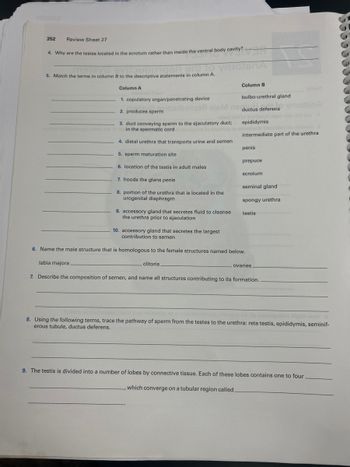 352
Review Sheet 27
4. Why are the testes located in the scrotum rather than inside the ventral body cavity?
5. Match the terms in column B to the descriptive statements in column A.
Column A
1. copulatory organ/penetrating device
2. produces sperm
nge
3. duct conveying sperm to the ejaculatory duct;
in the spermatic cord
4. distal urethra that transports urine and semen
5. sperm maturation site
6. location of the testis in adult males
Column B
bulbo-urethral gland
ductus deferens
to anotonul
epididymis
snA
intermediate part of the urethra
penis
prepuce
scrotum
7. hoods the glans penis
seminal gland
8. portion of the urethra that is located in the
urogenital diaphragm
spongy urethra
9. accessory gland that secretes fluid to cleanse
the urethra prior to ejaculation
testis
10. accessory gland that secretes the largest
contribution to semen
6. Name the male structure that is homologous to the female structures named below.
labia majora
clitoris
ovaries
7. Describe the composition of semen, and name all structures contributing to its formation.
Syiilide
8. Using the following terms, trace the pathway of sperm from the testes to the urethra: rete testis, epididymis, seminif-
erous tubule, ductus deferens.
9. The testis is divided into a number of lobes by connective tissue. Each of these lobes contains one to four.
, which converge on a tubular region called.