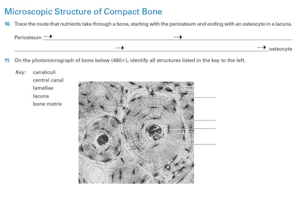 compact bone cell diagram