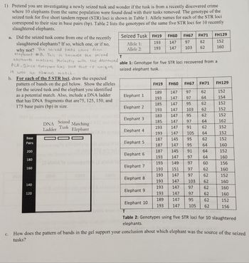 ### Analysis of a Seized Elephant Tusk

You are investigating a newly seized tusk and want to determine if it belongs to one of the elephants recently found dead with their tusks removed. The genotype of the seized tusk for five short tandem repeat (STR) loci is provided alongside genotypes from 10 elephants.

### Genotype Data and Analysis

**Table 1:** Genotype for five STR loci from a seized elephant tusk.

- **Seized Tusk:**
  - **FH19**: 193
  - **FH60**: 147
  - **FH67**: 97
  - **FH71**: 62
  - **FH129**: 152

**Table 2:** Genotypes using five STR loci for 10 slaughtered elephants.

The elephants in Table 2 have different genotypes at these loci, which we need to compare with the seized tusk to find a match.

#### a. Identifying the Source Elephant

- **Question:** Did the seized tusk come from one of the recently slaughtered elephants?
- **Answer:** Yes, the seized tusk matches with Elephant 8. The alleles for all STR loci of Elephant 8 correspond perfectly with those of the seized tusk.

#### b. Band Pattern Illustration

- **Task:** Draw the expected pattern of bands for each STR locus.
  - STR loci have distinct allele lengths that correspond to band positions.
  - Include a DNA ladder with base pairs at 75, 125, 150, and 175 for reference.

**Diagram Explanation:**

1. **DNA Ladder Bands:** 
   - Represents standard DNA fragments for size comparison.
2. **Seized Tusk Bands:**
   - Bands at positions corresponding to alleles 193, 147, 97, 62, and 152.
3. **Matching Elephant Bands:**
   - Aligns exactly with the seized tusk, showing identical allele sizes.

#### c. Conclusion from Gel Pattern

The band pattern of the seized tusk and Elephant 8 are identical, confirming that the seized tusk came from Elephant 8. This match supports the conclusion based on DNA profiling, ensuring the uniqueness of DNA fragments and accurately identifying the source.