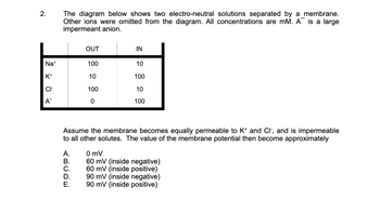 2.
Na+
K+
CI
A™
The diagram below shows two electro-neutral solutions separated by a membrane.
Other ions were omitted from the diagram. All concentrations are mM. A is a large
impermeant anion.
ABCDE
A.
B.
C.
D.
OUT
Assume the membrane becomes equally permeable to K+ and Cl-, and is impermeable
to all other solutes. The value of the membrane potential then become approximately
E.
100
10
100
0
IN
10
100
10
100
0 mV
60 mV (inside negative)
60 mV (inside positive)
90 mV (inside negative)
90 mV (inside positive)