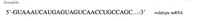 Drosophila:
5'-GUAAAUCAUGAGUAGUCAACCUGCCAGC...-3'
wildtype mRNA
