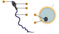 **Structure of a Human Sperm Cell**

This diagram provides a detailed illustration of a human sperm cell and its interaction with an egg cell. The structure and components are labeled for educational purposes.

**A. Acrosome**: The acrosome is a cap-like structure that covers the anterior part of the sperm head. It contains enzymes necessary for penetrating the outer layers of the egg cell.

**B. Nucleus**: The nucleus is located within the head of the sperm cell and contains the genetic material (DNA) that will be combined with the genetic material of the egg during fertilization.

**C. Neck**: The neck is a short segment that connects the head of the sperm to the tail. It contains centrioles that play a role in cell division after fertilization.

**D. Tail (Flagellum)**: The tail, or flagellum, is a long, whip-like structure that propels the sperm forward, allowing it to swim through the female reproductive tract to reach the egg.

On the right side of the diagram, the sperm cell is shown approaching an egg cell. The anatomical parts of the egg cell are labeled as follows:

**E. Cytoplasm of Egg Cell**: The cytoplasm is the gel-like substance within the egg cell membrane, where cellular activities and processes occur.

**F. Zona Pellucida**: The zona pellucida is a thick, transparent layer that surrounds the egg cell. It plays a crucial role in sperm binding and prevention of polyspermy (fertilization by more than one sperm).

This diagram helps in understanding the intricate structure of human sperm cells and their role in the fertilization process with the egg. Understanding these components is fundamental in the study of human reproduction and embryology.