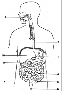 **Human Digestive System Diagram**

This diagram illustrates the major components of the human digestive system. Each part is labeled with a number for reference. Below is a detailed description of each labeled part:

1. **Mouth:** The entry point for food where the process of digestion begins. Saliva in the mouth contains enzymes that start breaking down carbohydrates.
 
2. **Esophagus:** A muscular tube that connects the throat (pharynx) with the stomach. It transports food and liquids that have been swallowed into the stomach.

3. **Liver:** An organ involved in many vital processes, including the production of bile, which helps in the digestion of fats.

4. **Large Intestine:** The final section of the digestive system where water is absorbed from food residues and waste is stored before being eliminated from the body.

5. **Appendix:** A small, tube-like structure attached to the first part of the large intestine. Although its function is not fully understood, it is thought to be involved in maintaining gut flora.

6. **Anus:** The opening at the end of the digestive system through which feces leave the body.

7. **Rectum:** The final segment of the large intestine, where feces are stored before they are excreted through the anus.

8. **Pancreas:** An organ that produces enzymes and hormones, including insulin. It plays a key role in digestion and regulation of blood sugar levels.

9. **Gall Bladder:** Stores bile produced by the liver and releases it into the small intestine to aid in the digestion of fats.

10. **Stomach:** A muscular pouch where mechanical and chemical digestion continues with the aid of stomach acids and enzymes.

This diagram provides a comprehensive overview of the human digestive system, highlighting the complex network of organs working together to process the food we eat.