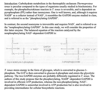 Introduction: Carbohydrate metabolism in the thermophilic archaeum Thermoproteus
tenax is peculiar compared to the types of organisms usually studied in biochemistry. For
example, the phosphofructokinase reaction in T. tenax is reversible, and is dependent on
pyrophosphate (PP;) rather than isoenzymes. One is well known, and, although it requires
NADP as a cofactor instead of NAD*, it resembles the GAPDH enzyme studied in class,
and is referred to as the "phosphorylating GAPDH”.
In contrast, the second isoenzyme is irreversible and requires NAD*, and is referred to as
the "nonphosphorylating GAPDH". In this case study, we will consider the properties of
this latter enzyme. The balanced equation of the reaction catalyzed by the
nonphosphorylating NAD*-dependent GAPDH is:
H
-H
-C-OHDO al
CHO
NAD*
of Glyceraldehyde-3-phosphate bedw
GAPDH
T. tenax
-0-6
H-C-OH
H₂C-0-
3-phosphoglycerate
+ NADH + H*
-0
T. tenax stores energy in the form of glycogen, which is converted to glucose-1-
phosphate. The G1P is then converted to glucose-6-phosphate and enters the glycolytic
pathway. The two GAPDH enzymes are probably differently regulated in T. tenax. The
authors of this study propose that the phosphorylating, NADP-dependent GAPDH is
involved in efficient ATP production, whereas the non-phosphorylating, NAD*-
dependent GAPDH is somewhat involved in ATP production but is also involved in
providing intermediates for cellular biosynthetic reactions.