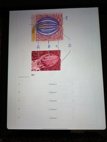 2016 Pearson Education, Ine
A
B
C
D
E
(c)
A B<
[Choose ]
[Choose ]
[Choose ]
[Choose ]
[Choose]
E