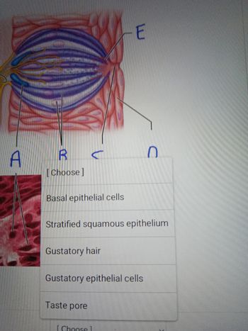 B
A
[Choose]
C
Basal epithelial cells
Gustatory hair
Stratified squamous epithelium
Taste pore
E
Gustatory epithelial cells
[Choose1
0