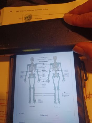 a) Anterior vi
gure 7.1
e appendic
leton is
or region
ure 7.1)
orms the
ppor
200
UNIT 2 Covering Support, and Movement of the Body
A
B
A and V
B and W
Anterior view
Skull
D
Pectoral (shoulder) girdle
E
F
Thoracic cage
H
Upper limb
I
J
L
- M
N
Lower limb
0
R
Cranium
[Choose ]
Posterior view
W
Kay
Axial skeleton
Appendicular
skeleton
Lo
licu