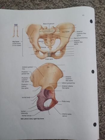 Hip bone
(coxal bone
or os coxae)
Anterior gluteal-
line
Posterior
gluteal line
Posterior
superior
iliac spine
Posterior
inferior
iliac spine
Ischial body-
Ischial
tuberosity
Base of sacrum
Sacrum
Coccyx
Ischial ramus
(a) Lateral view, right hip bone
Pubic arch
Ala
Iliac fossa
Anterior
superior
iliac spine
Inferior gluteal line
Anterior inferior
iliac spine
Pubic body
Inferior pubic
ramus
65
Anterior
superior iliac
spine
-Sacral promontory
Anterior
inferior iliac
spine