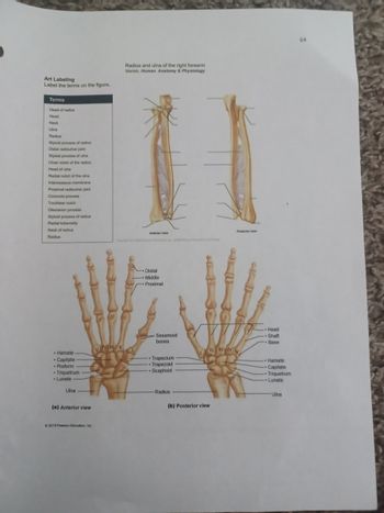 Art Labeling
Label the terms on the figure.
Terms
Head of radius
Head
Neck
Ulna
Radius
Styloid process of radius
Distal radioulnar joint
Styloid process of ulna
Ulnar notch of the radius
Head of ulna
Radial notch of the ulna
Interosseous membrane
Proximal radioulnar joint
Coronoid process
Trochlear notch
Olecranon process
Styloid process of radius
Radial tuberosity
Neck of radius
Radius
• Hamate
. Capitate
• Pisiform
• Triquetrum
.
Lunate
Ulna
(a) Anterior view
©2019 Pearson Education, Inc.
IV IIII
Radius and ulna of the right forearm
Marieb, Human Anatomy & Physiology
Anterior view
Distal
Middle
• Proximal
Sesamoid
bones
-. Trapezium
..Trapezoid
-Scaphoid
-Radius
(b) Posterior view
Posterior view
IVV
• Head
..Shaft
-Base
..
.
Hamate
Capitate
Triquetrum
Lunate
- Ulna
64