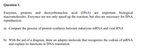 Question 1.
Enzymes, proteins and deoxyribonucleic acid (DNA)
macromolecules. Enzymes are not only speed up the reaction, but also are necessary for DNA
repreduction.
are important biological
a) Compare the process of protein synthesis between eukaryote mRNA and viral RNA
b) With the aid of a diagram, draw an adapter molecule that recognizes the codons of mRNA
and explain its functions in DNA translation.
