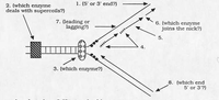 1. (5' or 3' end?)
2. (which enzyme
deals with supercoils?)
7. (leading or
lagging?)
6. (which enzyme
joins the nick?)
5.
3. (which enzyme?)
8. (which end
5' or 3'?)
